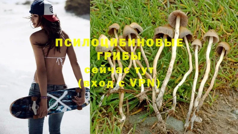 Псилоцибиновые грибы Psilocybine cubensis  где купить наркотик  Артёмовск 